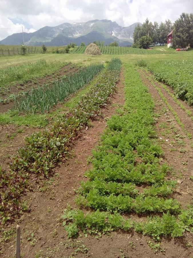 Organic Family Farm Ξενοδοχείο Žabljak Εξωτερικό φωτογραφία