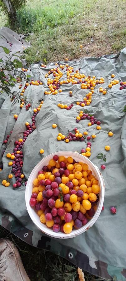 Organic Family Farm Ξενοδοχείο Žabljak Εξωτερικό φωτογραφία
