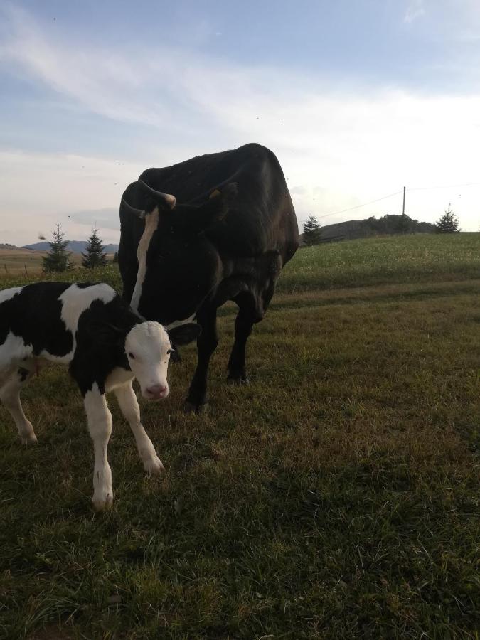 Organic Family Farm Ξενοδοχείο Žabljak Εξωτερικό φωτογραφία
