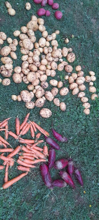 Organic Family Farm Ξενοδοχείο Žabljak Εξωτερικό φωτογραφία