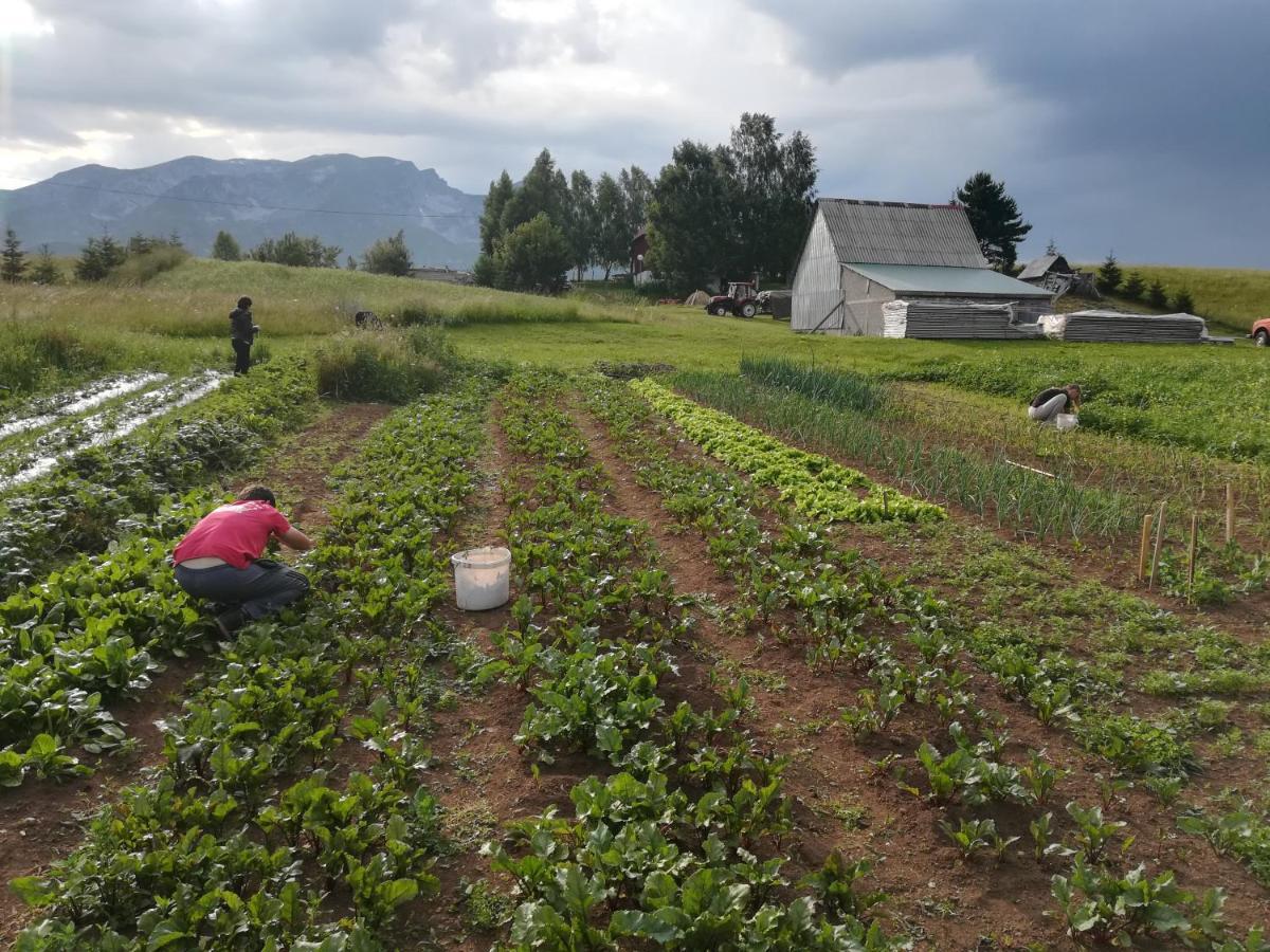 Organic Family Farm Ξενοδοχείο Žabljak Εξωτερικό φωτογραφία