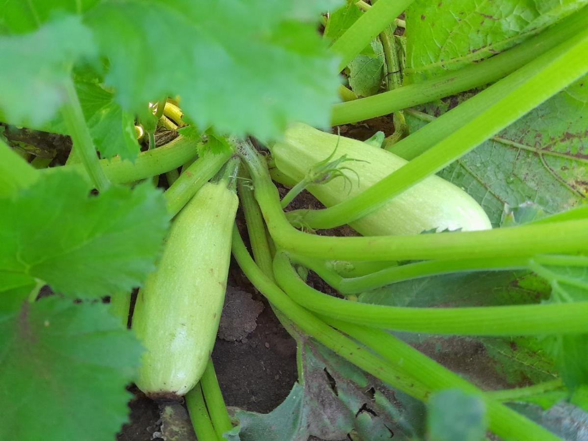 Organic Family Farm Ξενοδοχείο Žabljak Εξωτερικό φωτογραφία