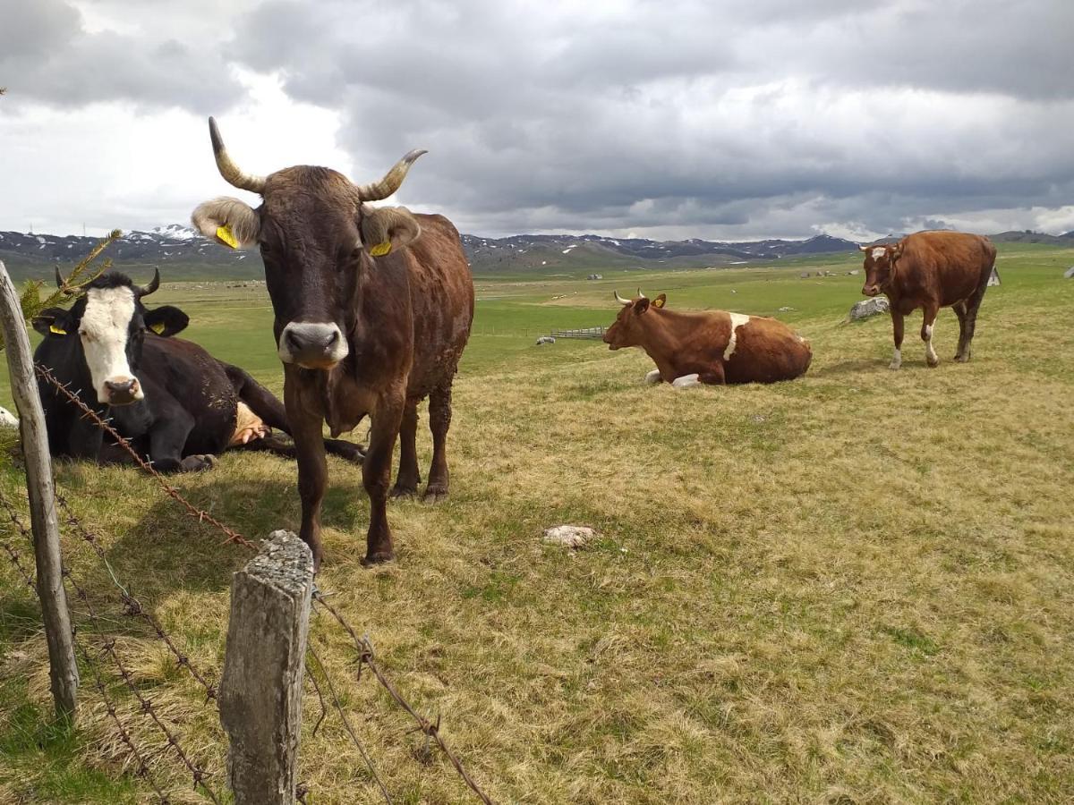 Organic Family Farm Ξενοδοχείο Žabljak Εξωτερικό φωτογραφία