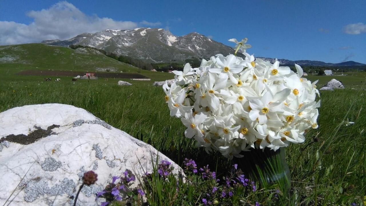 Organic Family Farm Ξενοδοχείο Žabljak Εξωτερικό φωτογραφία