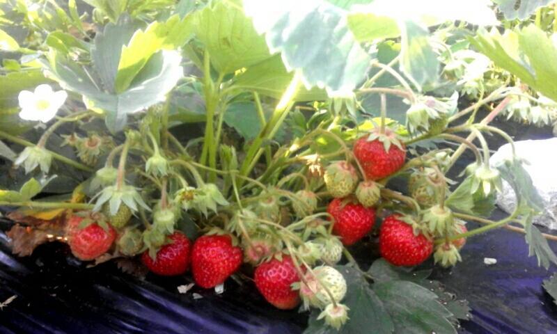 Organic Family Farm Ξενοδοχείο Žabljak Εξωτερικό φωτογραφία