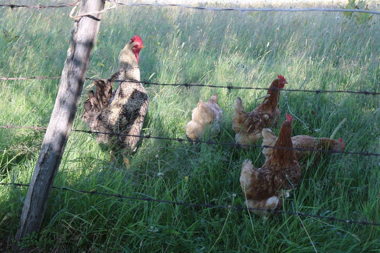 Organic Family Farm Ξενοδοχείο Žabljak Εξωτερικό φωτογραφία
